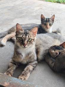 Kucing untuk diberikan sahaja
