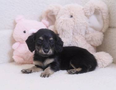MINIATURE DACHSHUND Puppies D158 PREMIUM Quality G
