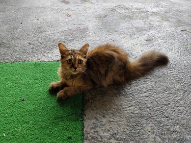 cat Free 