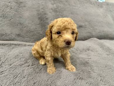 Toy Poodle