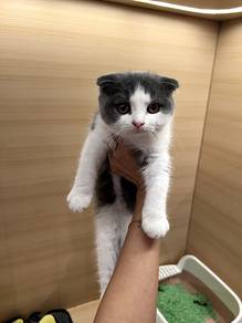 BSH Scottish fold