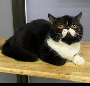 Exotic shorthair male kucing