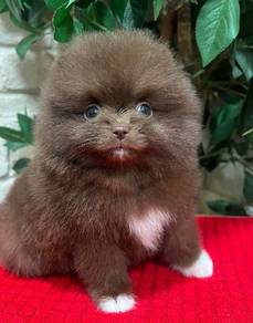 pomeranian 08