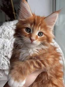 maine coon cat
