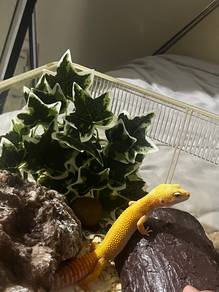 leopard gecko
