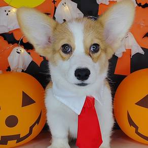 Corgi
