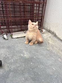 Kitten munchkin
