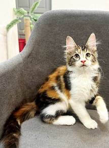 Purebred Female Mainecoon kitten.