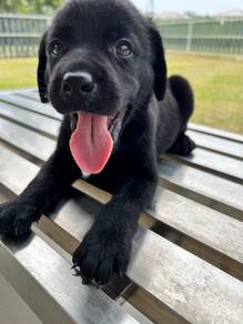 Black Labrador