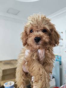 Miniature poodle