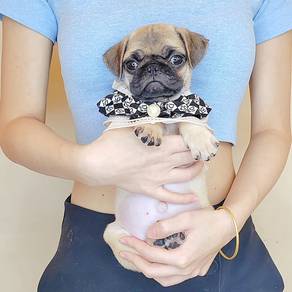 Pug