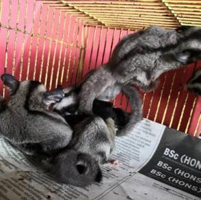 Sugar Glider jinak dan manja