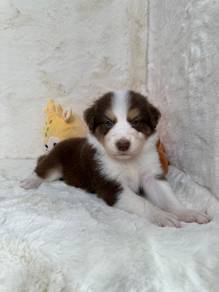 Border Collie Chocolate Tricolor