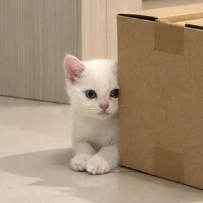 BSH Golden Point kitten (white) available