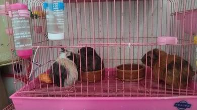guinea pig dan hamster nk lelong murah2