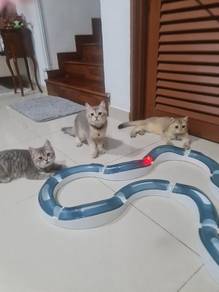 BSh golden blue boys