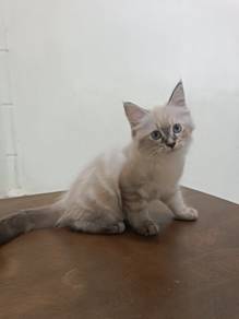 Mainecoone Snow Marble (Rare Cat Pattern)