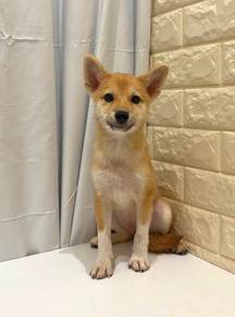 J0311 Shiba Inu Cute Fox Face Puppy