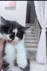 kitten
