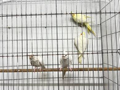 cockatiel