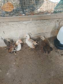ayam serama 