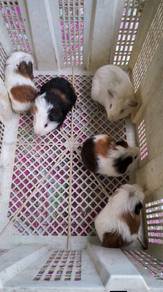 guinea pig