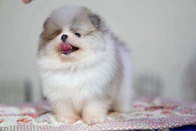 Pomeranian puppies 