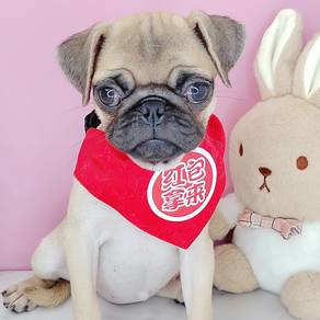 Pug