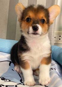 CORGI PUPPIES C102 Available  Female