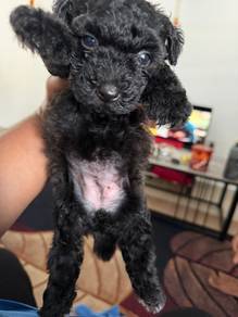 Toy Poodle for Sale