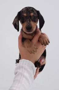 J0109 Dachshund Small Long Body Puppy
