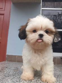 Shih Tzu Puppy