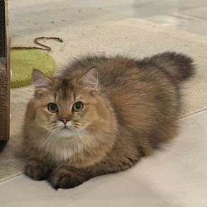 british long hair kitten blh bsh