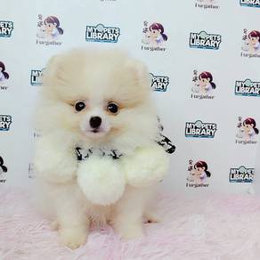 Pomeranian