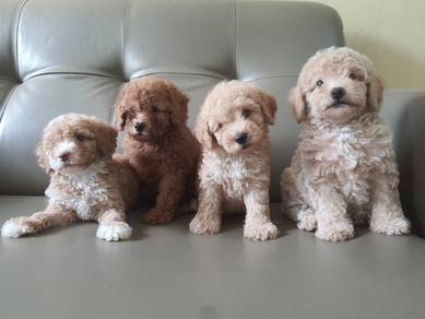 poodle 🐩 puppy