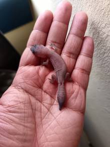 Fat Tailed Gecko