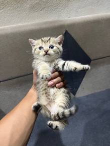 Kucing British Shorthair