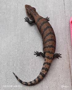 Blue Tongue Skink 
