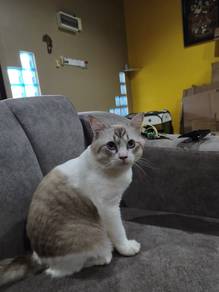 cat For Adoption
