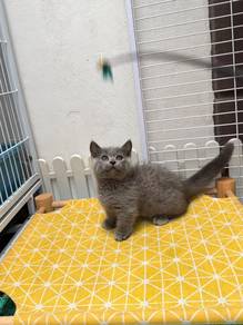 Kucing Munchkin