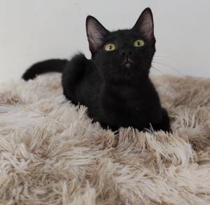 Kiki look for serious and loving adopter