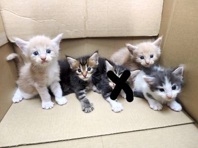Mainecoon Non Cert