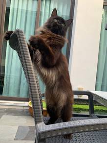 Maine Coons & Ragamuffins