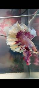 fantastic colour fish