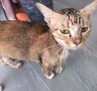 Mom & Kittens for Rehome