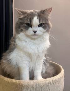 Scottish mix long hair cat