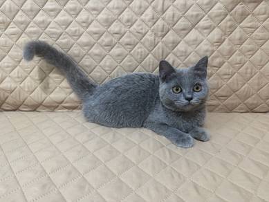 kitten bsh