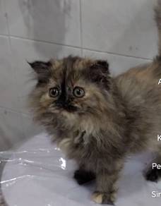 females 2bulan rehome