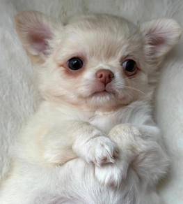 Chihuahua