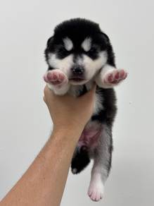 Wolly Husky Female 1(F1)